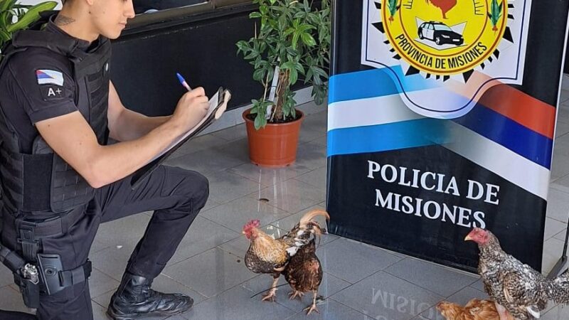 Gurisada robó dos gallos y dos gallinas y la Policía recuperó el “botín”