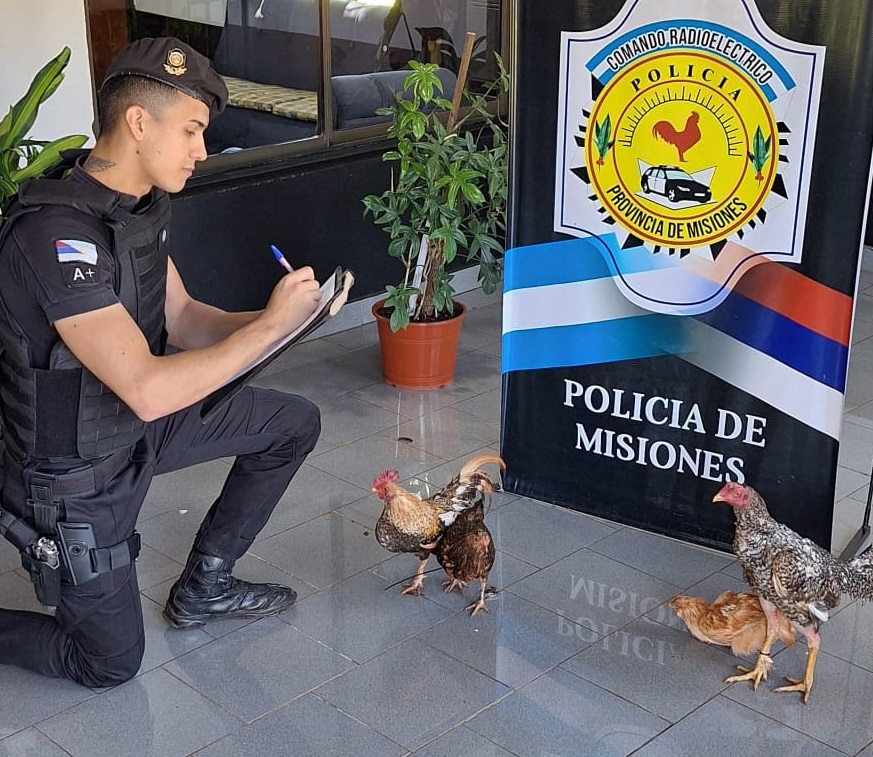 Gurisada robó dos gallos y dos gallinas y la Policía recuperó el “botín”