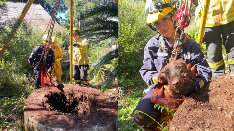 Bomberos Voluntarios rescataron sano y salvo a un perro que cayó a un pozo de 15 metros