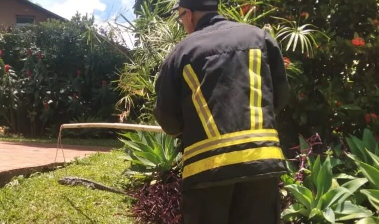 Una mujer llamó a los bomberos por un lagarto en su patio en Oberá