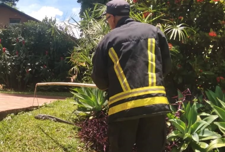 Una mujer llamó a los bomberos por un lagarto en su patio en Oberá
