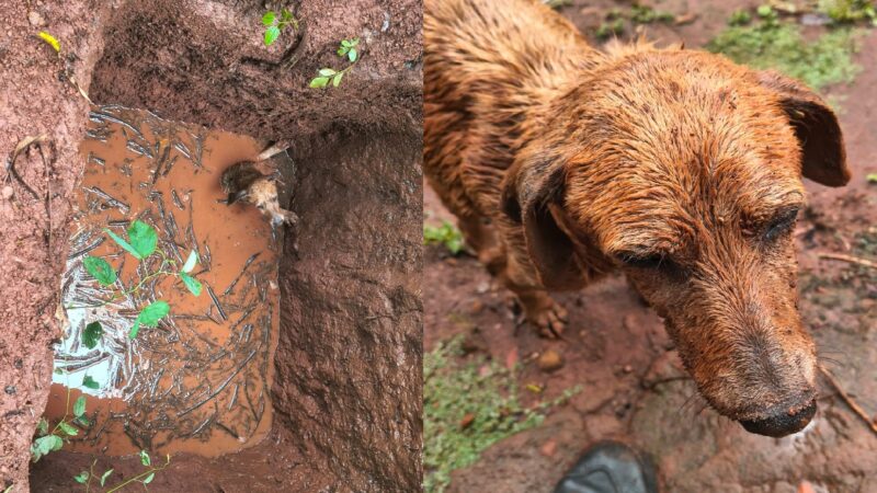 Policías rescataron a un perro que cayó en un pozo
