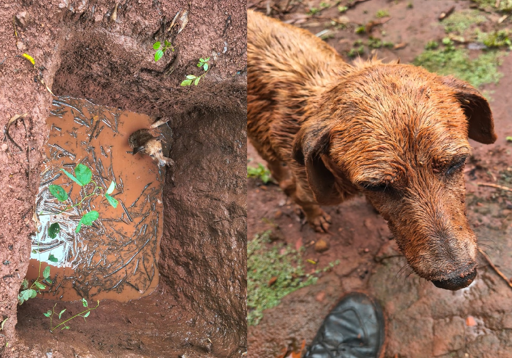 Policías rescataron a un perro que cayó en un pozo