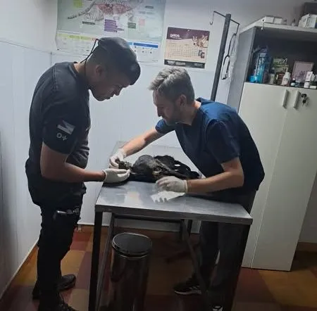 Entre 2024 y 2025, la Policía de Oberá rescató 300 animales en riesgo