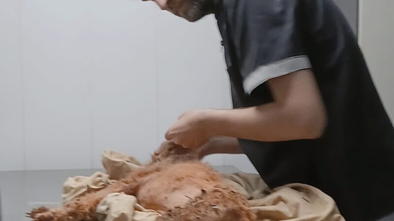 Policía, veterinario y asociación protectora unidos para salvar a un perrito abandonado