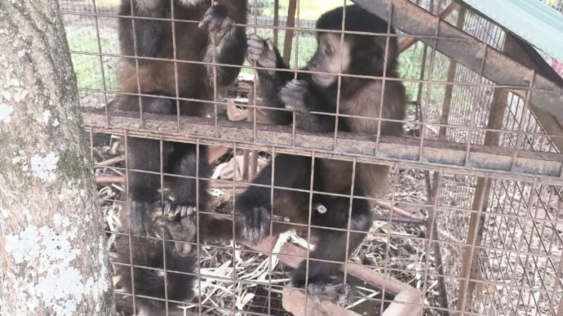 Rescataron a dos monitos en Panambí