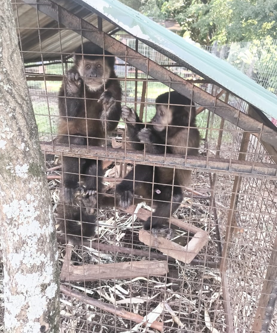 Rescataron a dos monitos en Panambí