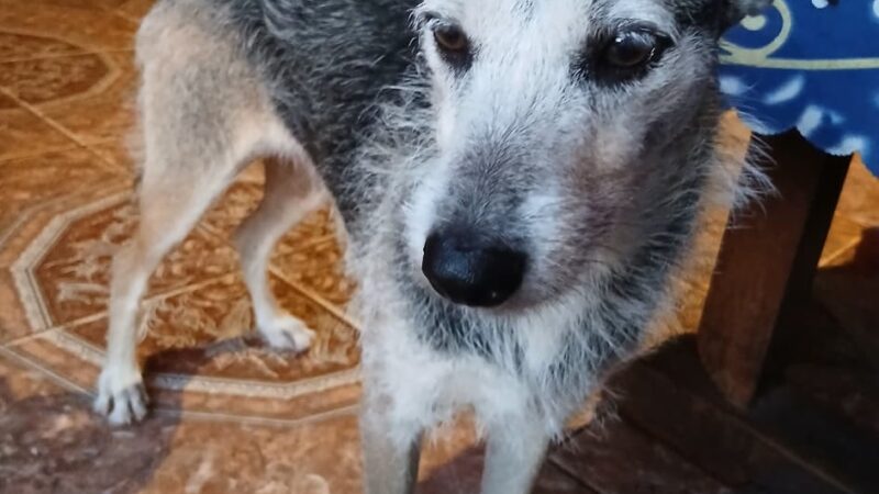 Buscan hogar para una perrita que quedó huérfana tras el fallecimiento de su dueña