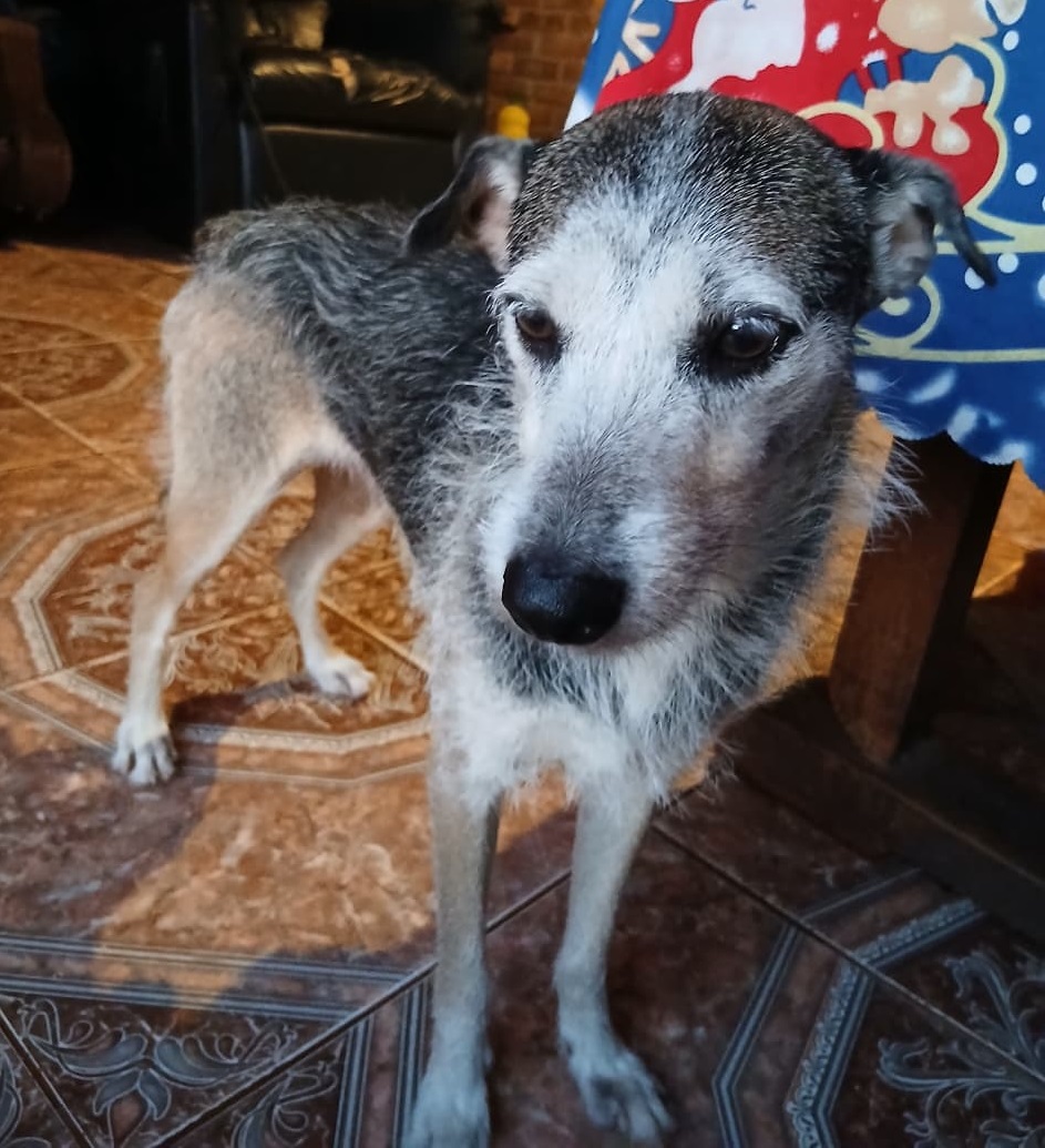 Buscan hogar para una perrita que quedó huérfana tras el fallecimiento de su dueña