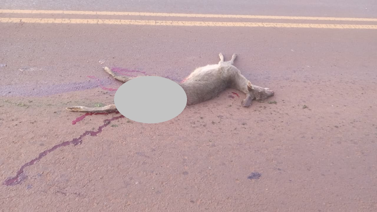 Atropellaron a un venadito en sobre ruta 103, límite de Oberá con Campo Ramón