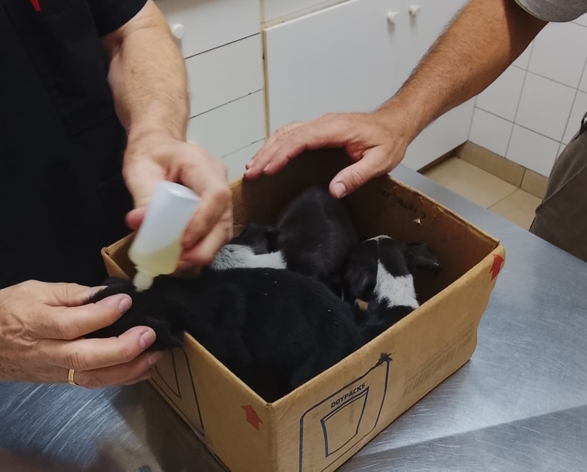 La Policía rescató a una perra y sus cachorros que andaban deambulando