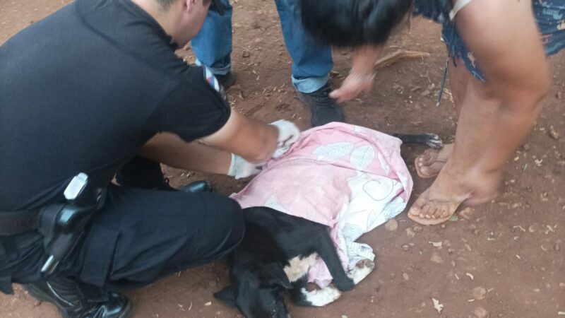 Maltrato animal: detuvieron a un hombre que le propinó a un machetazo a un perro