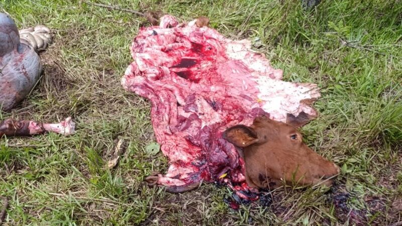 Carnearon y robaron la carne de un novillo ajeno en una chacra de Guaraní