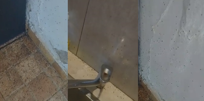 “Es desesperante”: alerta por invasión de chinches en Villa Kleiven de Oberá