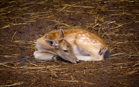 «Era un venado bebé y el asesino se escapó a Brasil»: repercusiones del horror en el camping de Panambí