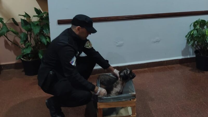 Otro perrito rescatado por el compromiso ciudadano y policial