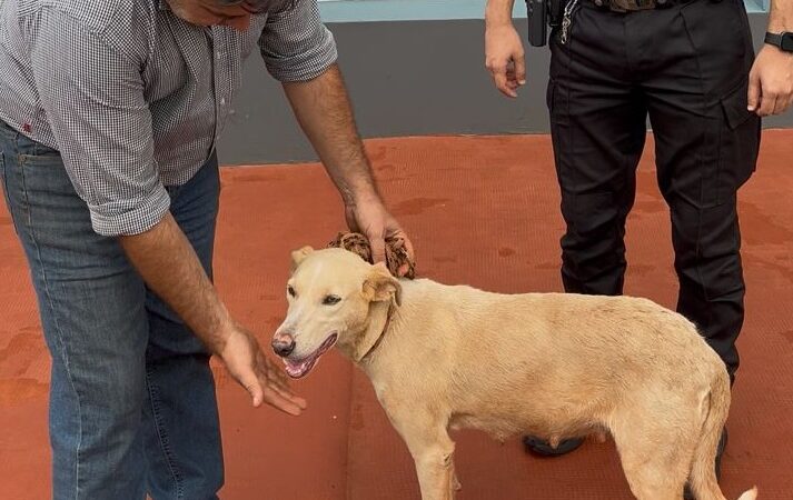 Un final feliz: viajó desde Posadas para adoptar a la perrita abandonada en Campo Viera