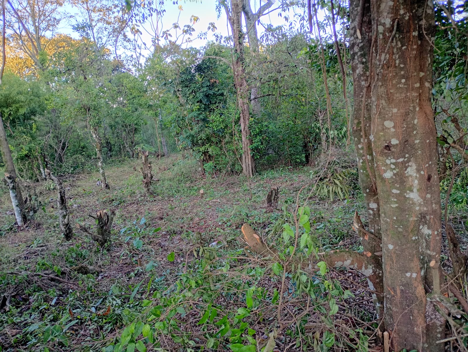 Vecinos de Guaraní en alerta por inminente toma de un espacio verde