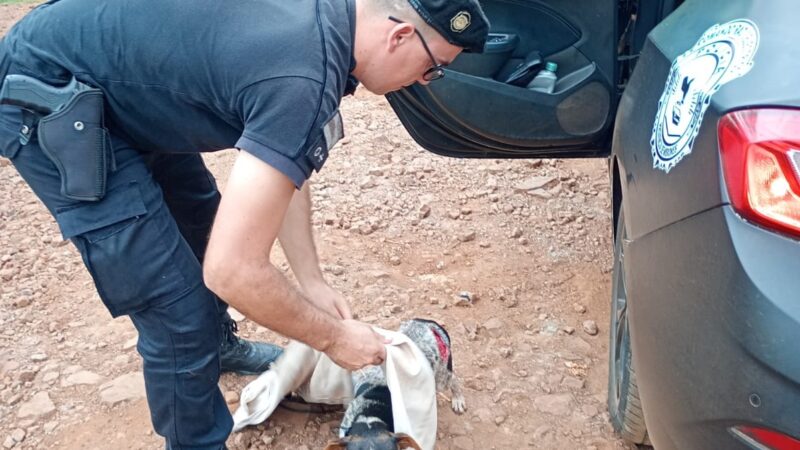 Asistieron a un perrito atacado a machetazos