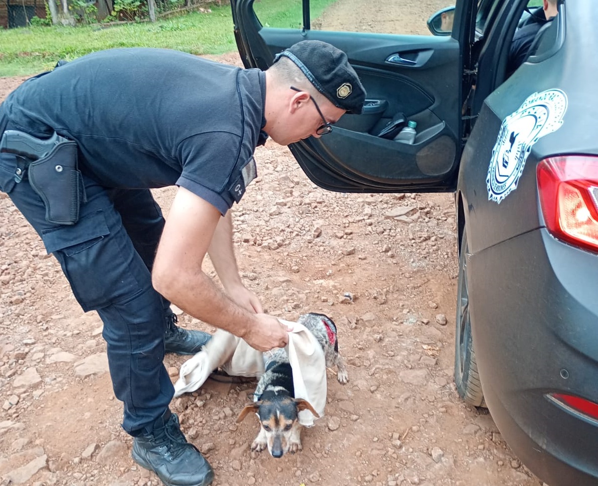 Asistieron a un perrito atacado a machetazos