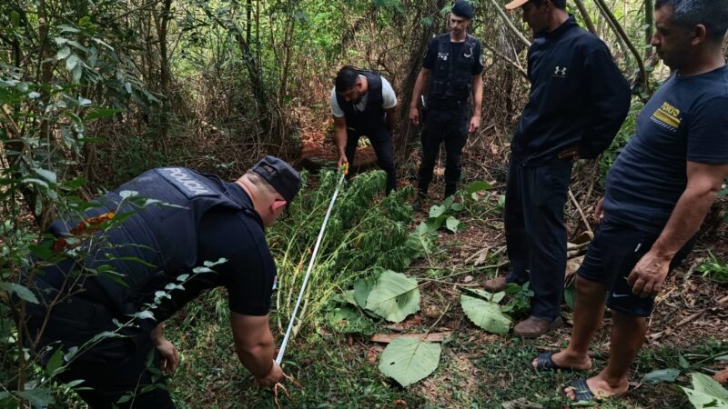 “No plantan una mandioca, pero para eso son buenos”: secuestraron planta de marihuana en Campo Viera