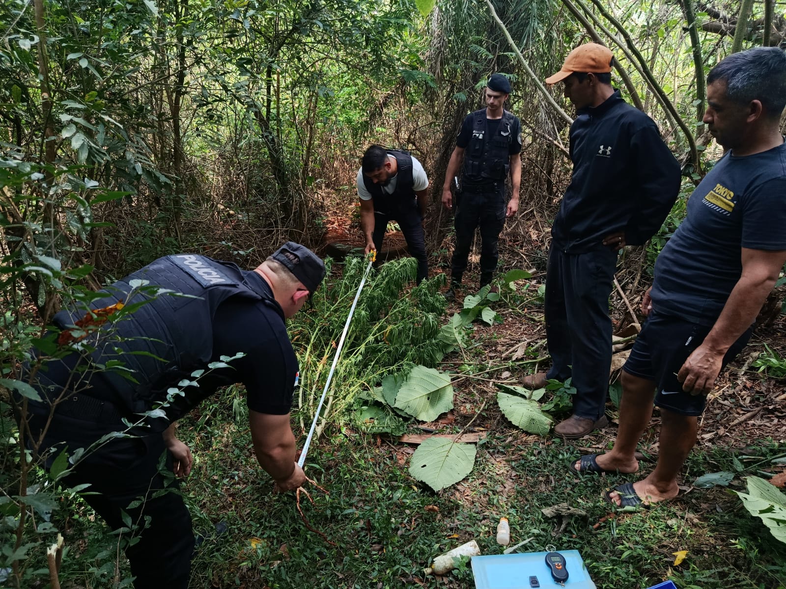 “No plantan una mandioca, pero para eso son buenos”: secuestraron planta de marihuana en Campo Viera