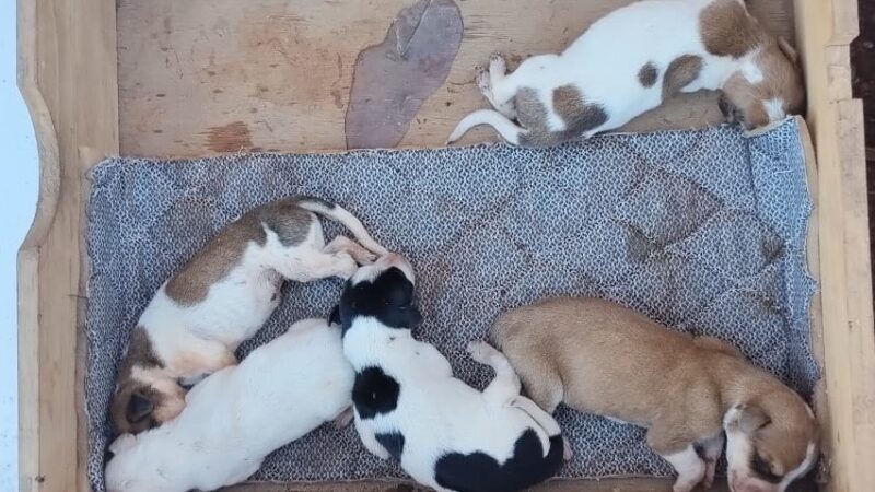 Rescataron a una perra lastimada y a sus cinco cachorritos