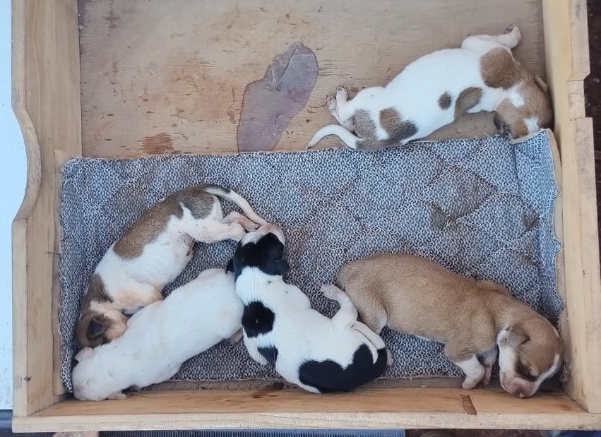 Rescataron a una perra lastimada y a sus cinco cachorritos