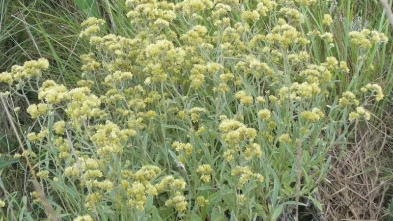 Desapareció 4 horas, su marido alertó en un grupo vecinal y resulta que la señora fue a juntar Marcela con un amigo