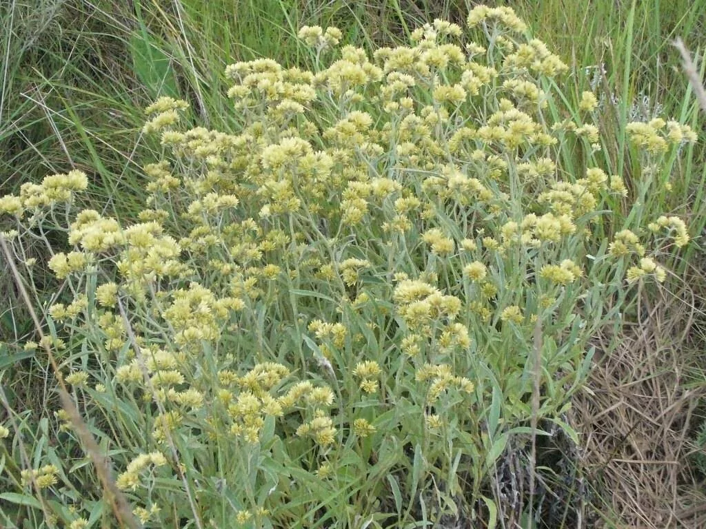 Desapareció 4 horas, su marido alertó en un grupo vecinal y resulta que la señora fue a juntar Marcela con un amigo