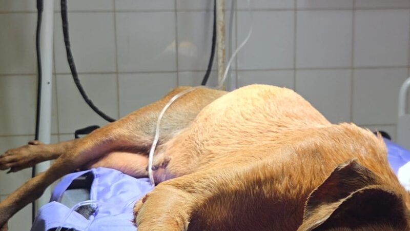 Policías rescataron un perro enfermo en barrio Günther: la otra cara del caso Guaraní