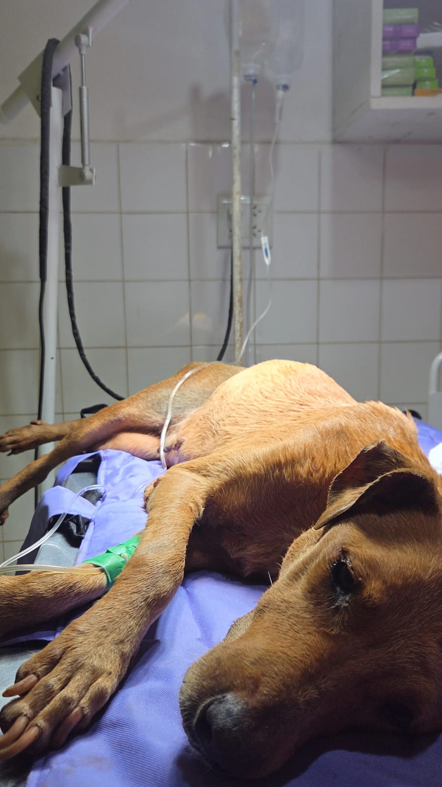 Policías rescataron un perro enfermo en barrio Günther: la otra cara del caso Guaraní