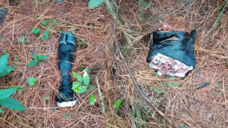 Carnearon y robaron un ternero de una chacra en Los Helechos