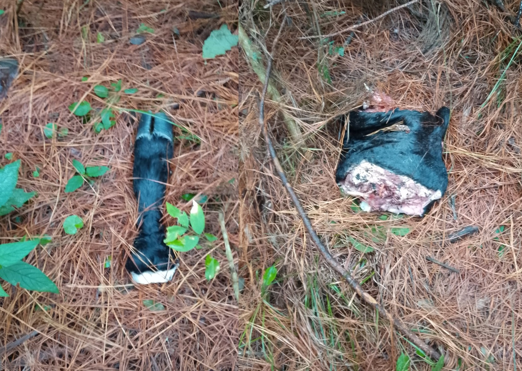 Carnearon y robaron un ternero de una chacra en Los Helechos