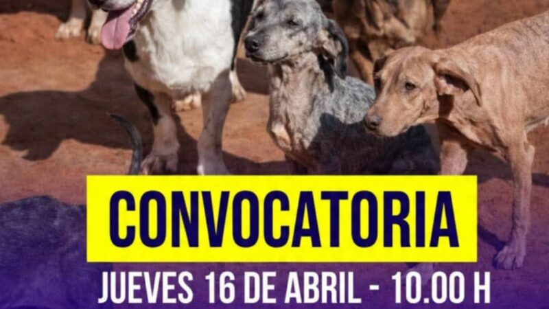Desaparición de perros en Guaraní: organizan una manifestación frente al juzgado que interviene
