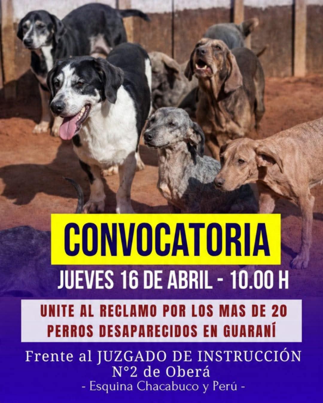 Desaparición de perros en Guaraní: organizan una manifestación frente al juzgado que interviene