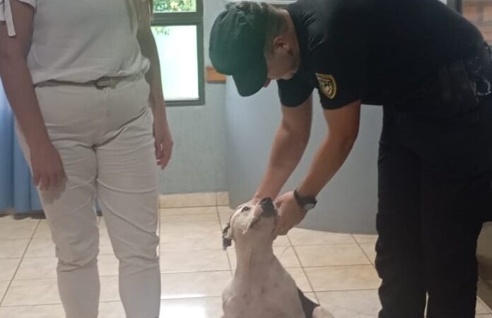 Una perra perdida en Santa Rita apareció en la comisaría de Alvear y fue restituida a su familia