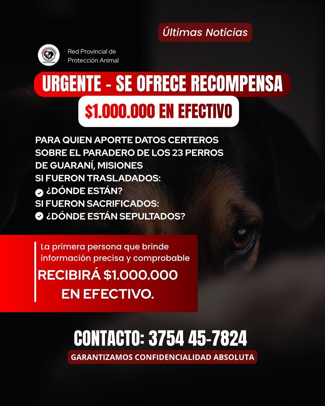 Elevaron a un millón de pesos la recompensa por datos sobre los perros desaparecidos en Guaraní
