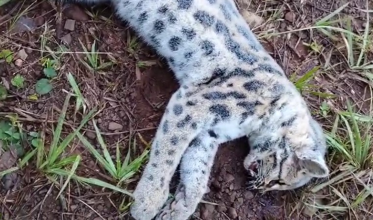 Lamentable hallazgo: atropellaron a un gato tirica en inmediaciones a la cárcel de Oberá