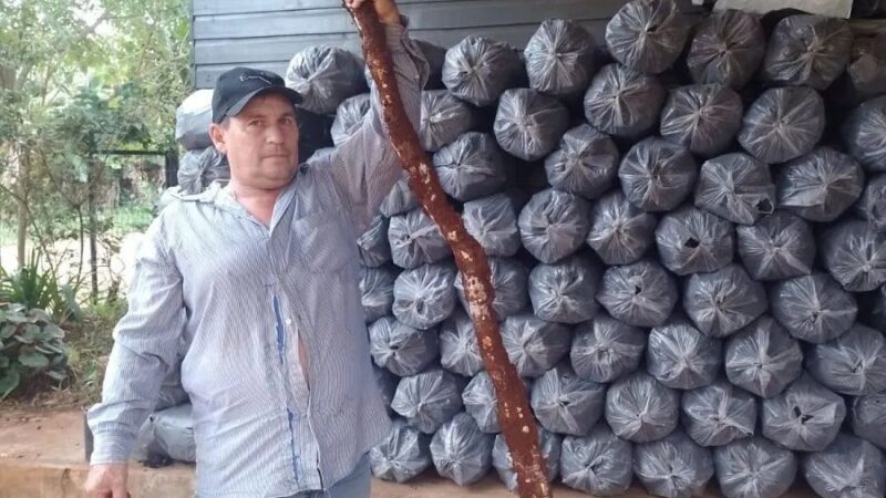 Mandioca gigante en Alberdi: derecho al libro Guinnes de los récords  