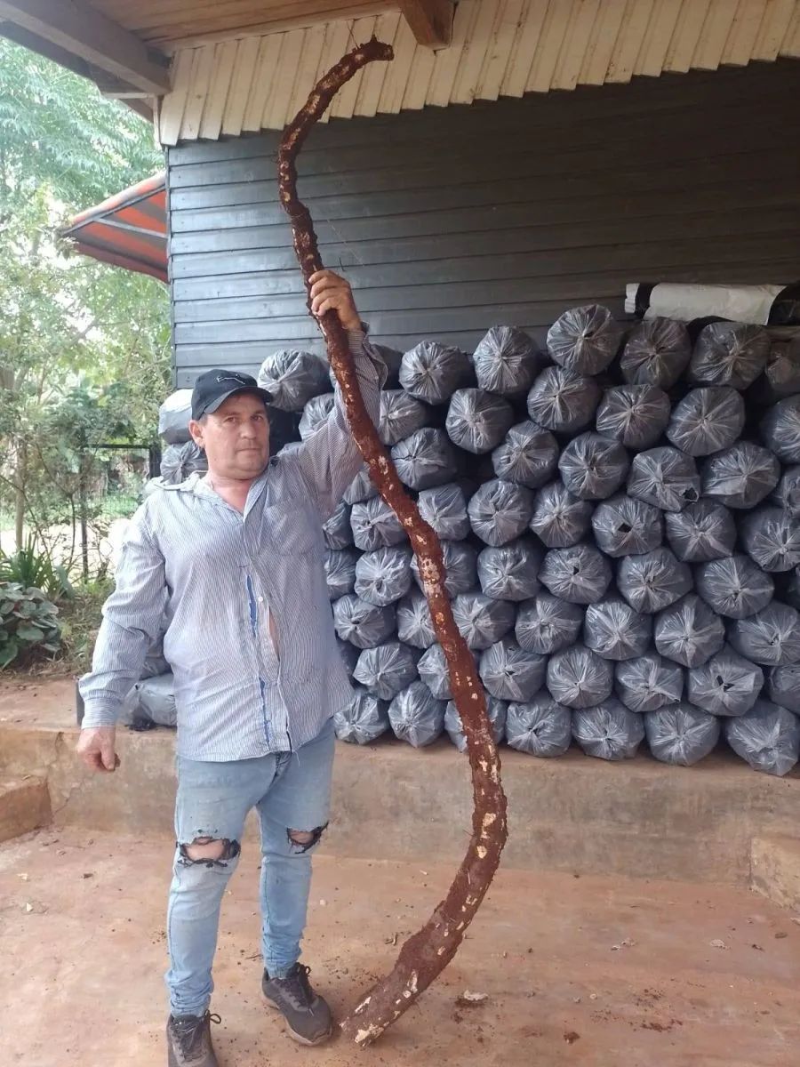 Mandioca gigante en Alberdi: derecho al libro Guinnes de los récords  