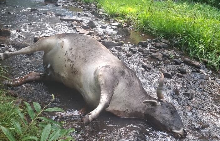 Alertaron sobre restos de un animal en el cauce de un arroyo que abastece de agua potable a Oberá