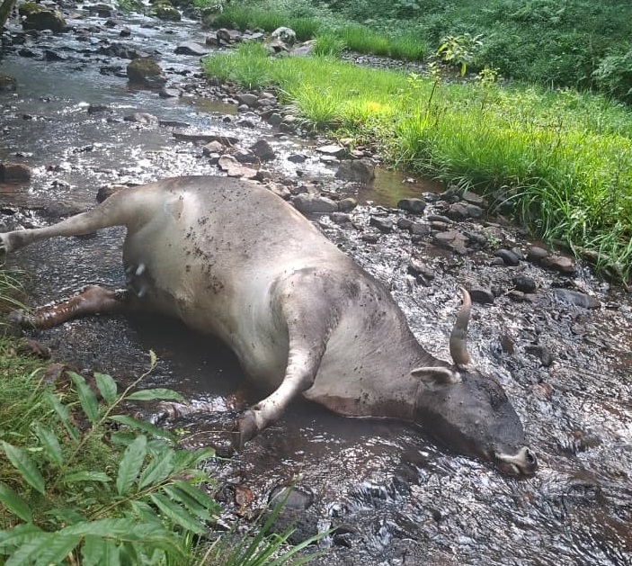 Alertaron sobre restos de un animal en el cauce de un arroyo que abastece de agua potable a Oberá