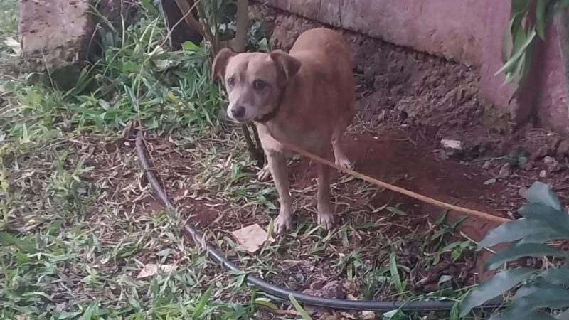 La Policía identificó sólo a siete supuestos adoptantes de los perros de Guaraní