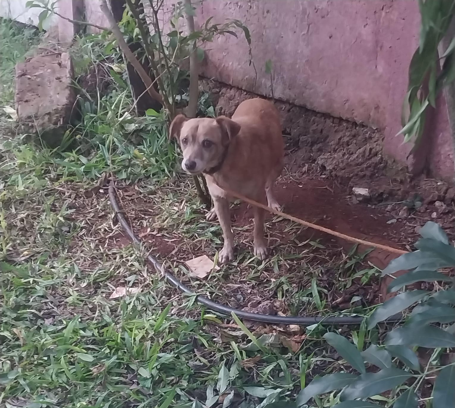 La Policía identificó sólo a siete supuestos adoptantes de los perros de Guaraní