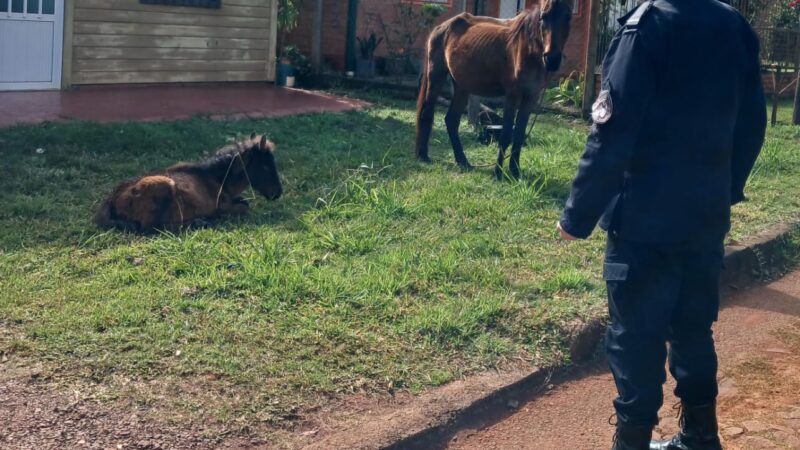 Rescataron a una yegua y su potrillo que vagaban abandonados sobre la ruta 14