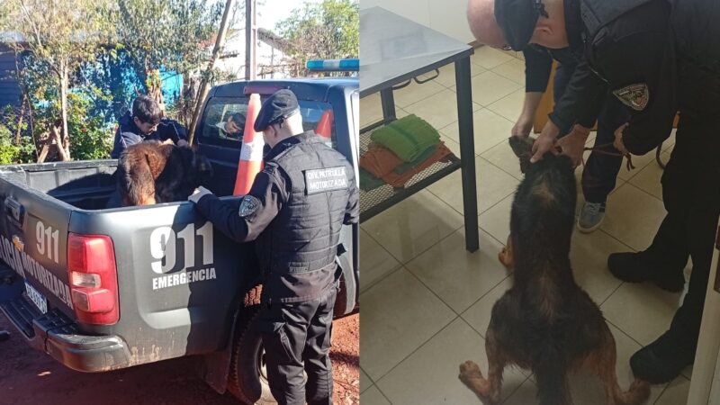 Un gesto que salvó una vida: policías motorizados asistieron a un perro herido en Oberá