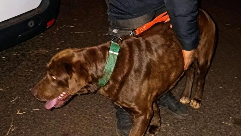 Encontraron a Chop: un perro que salió de Los Helechos y apareció en Oberá