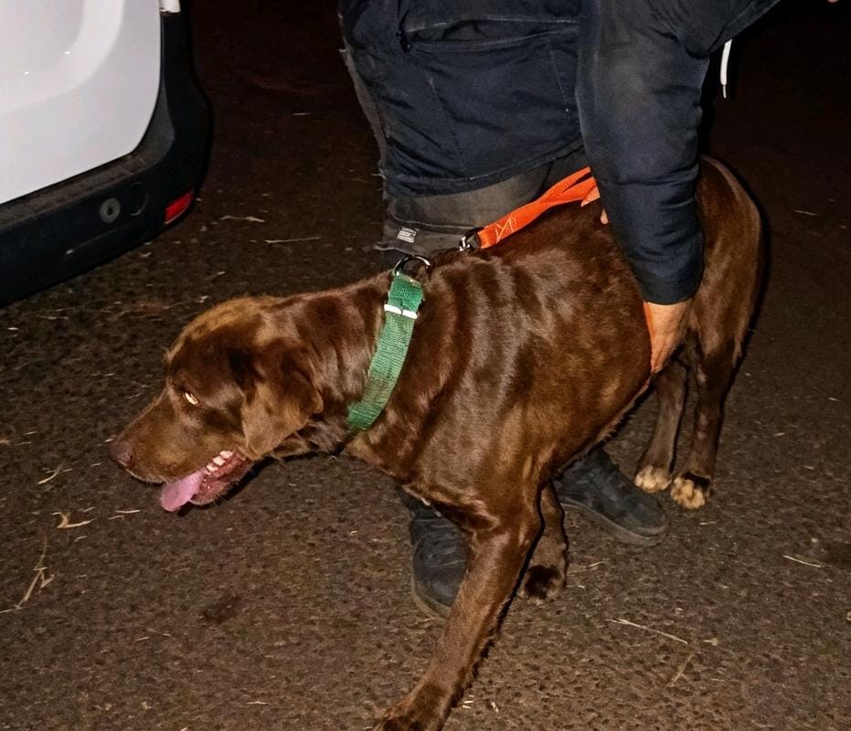 Encontraron a Chop: un perro que salió de Los Helechos y apareció en Oberá