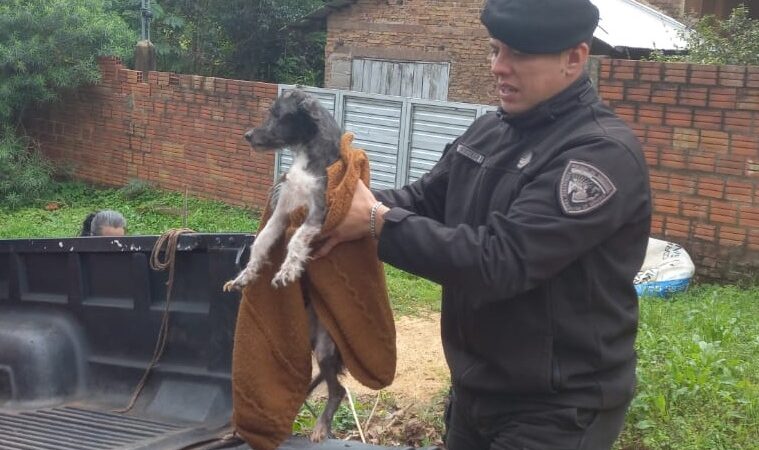 Personal policial rescató a un perro herido y desnutrido